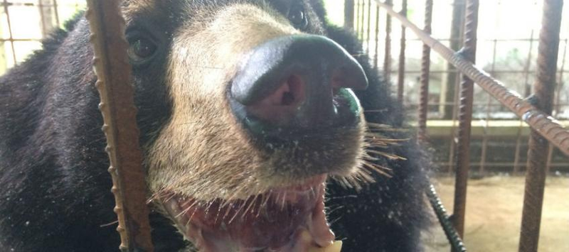 Nyan htoo after the surgery. (Image: The University of Edinburgh’s Royal (Dick) School of Veterinary Studies)